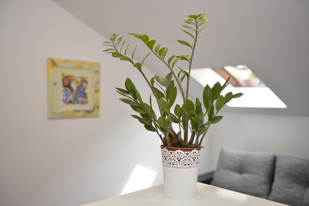 קוטור Apartment Damjan מראה חיצוני תמונה